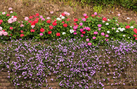 旧红土石栅墙上的五颜六色的花图片