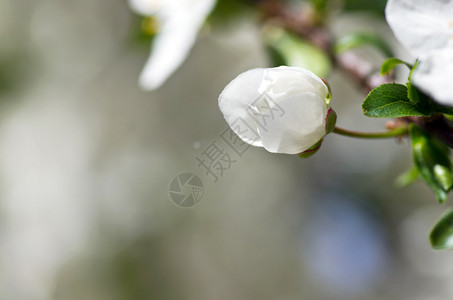 在自然背景的樱花特写镜头图片