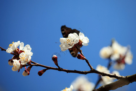 春天和鲜花图片