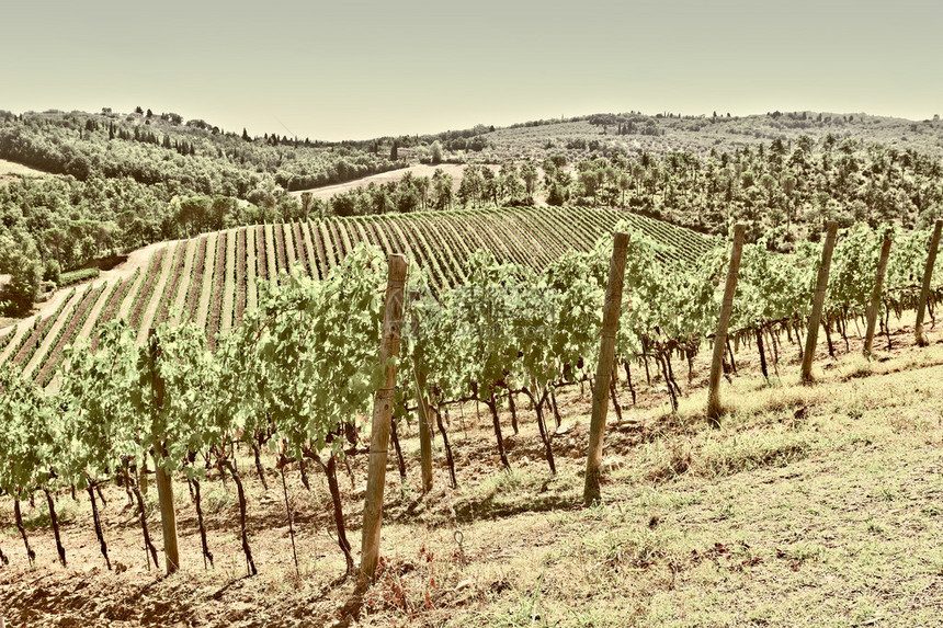 Toscan带葡萄园Retro图像过滤样式的图s图片