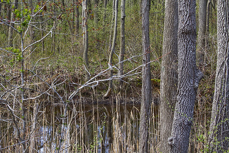 湿地保护区内风景秀丽宁静祥和干枯和贫瘠的树木和沼泽和水域图片