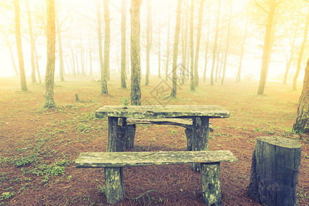 雾日森林树中的木质桌过滤图像处理的图片