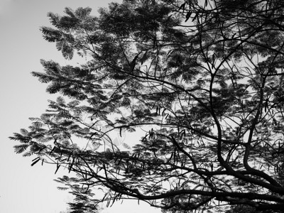 黑白模式下的树枝图片