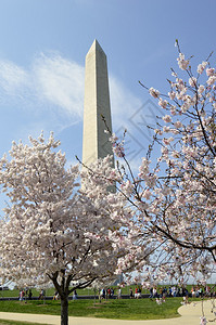 在华盛顿纪念碑背景下在华盛顿特区的春秋樱花丛树12月图片