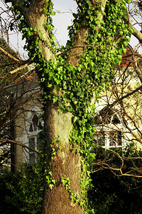 春的一棵老树上的绿色常春藤在旧图片