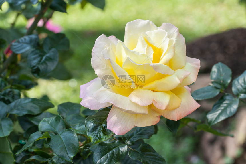 紧贴美丽的花朵黄色和粉红色玫瑰Bico图片