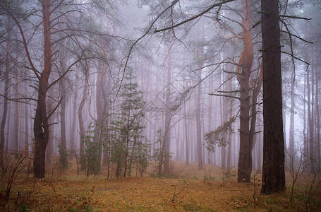晨雾中的秋林图片
