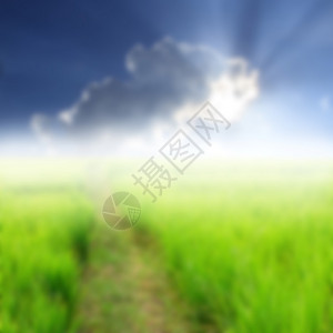 在田野和蓝天阳光下模糊的背景绿色水稻图片