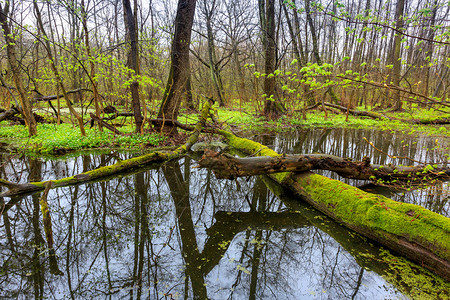 春季深林沼泽中的老树图片