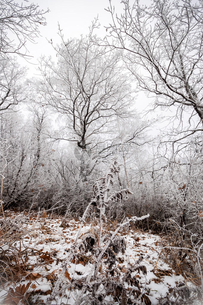覆盖着白霜的树木生长在山上图片