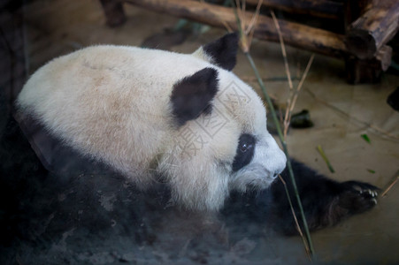 参观公园熊猫图片