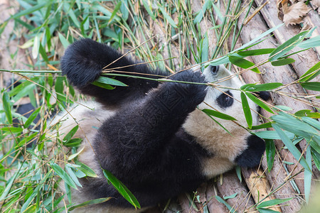 参观公园熊猫图片