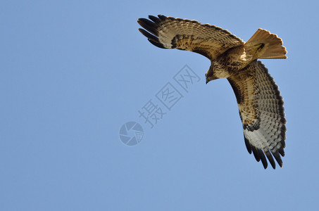 在蓝天飞行的红尾鹰背景图片