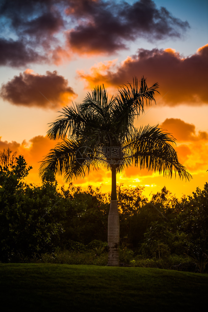 在日落的棕榈树剪影图片
