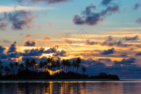 海边日落棕榈树的黑光影和云背景图片