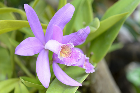 兰科是开花植物种类繁多且分布广泛的科背景图片