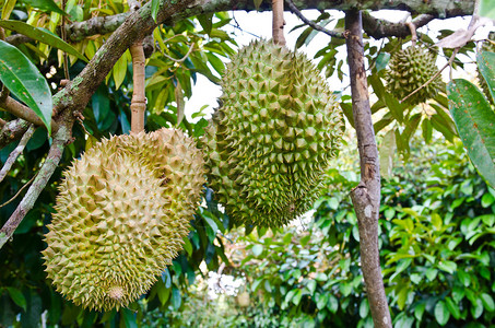 新鲜榴莲泰国树上的水果之王图片