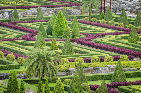 泰国芭堤雅自然花园景观中装饰美丽的观赏植图片