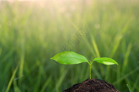 土堆上的小植物图片