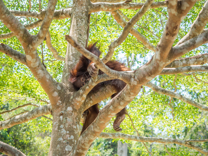 小猩爬挂在树枝上图片