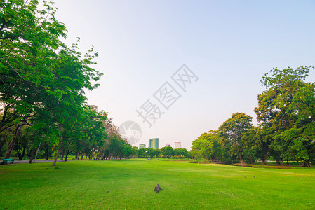 泰国曼谷城市公园的绿色草坪图片