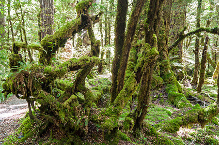 新西兰植被覆盖的原始林树森林树背景