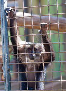 苦面的猴子在笼子图片