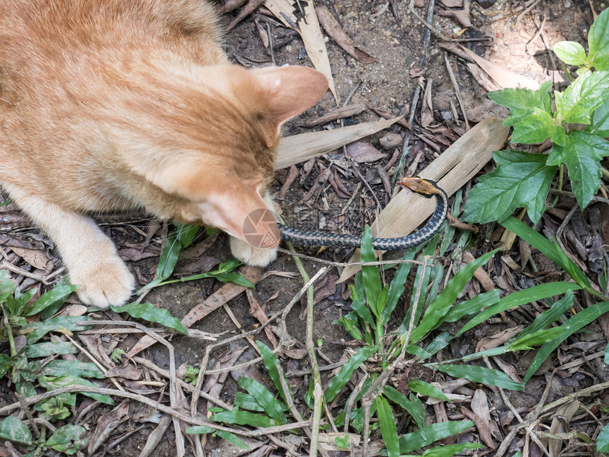 幼猫在丛林中狩猎和玩耍青铜背蛇图片