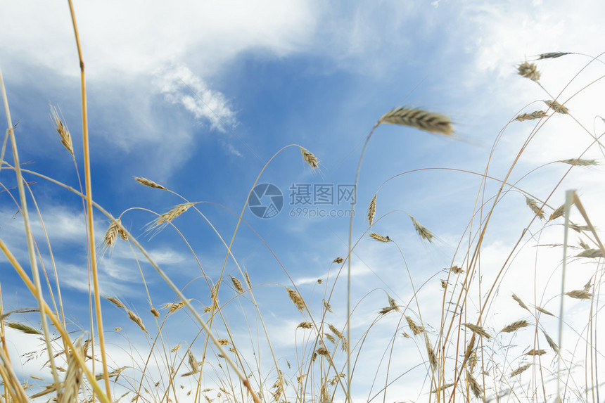 成熟的大麦穗农田上方的白色卷云和蓝天图片