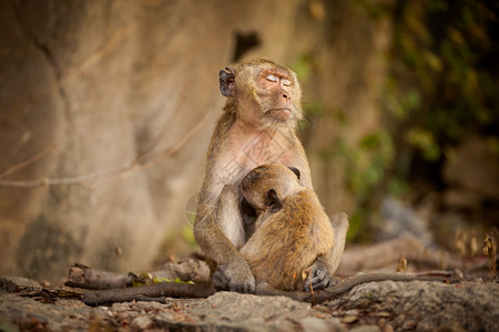 塔希华欣KhaoTakiab寺的猴子东图片