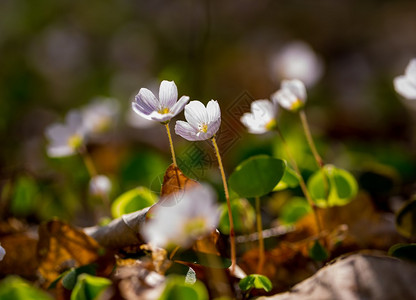 在森林中春初盛开的美丽的小花朵高清图片