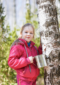 快乐的孩子在春天的森林里收集桦树汁图片