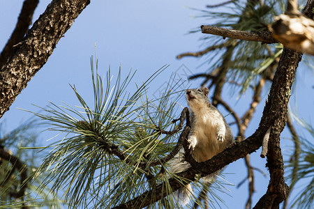 在亚利桑那州的一棵树枝上银灰松鼠Sciurusgrise图片
