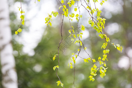 树枝上美丽的白桦树嫩叶自然背景图片