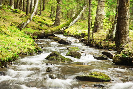 森林中河流淌的新鲜景观高清图片