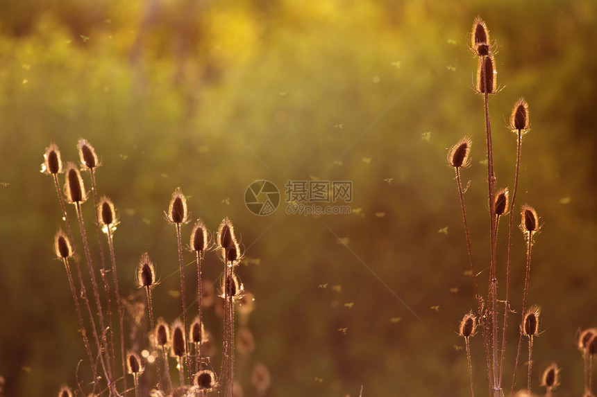 美丽的干花背景特写图片