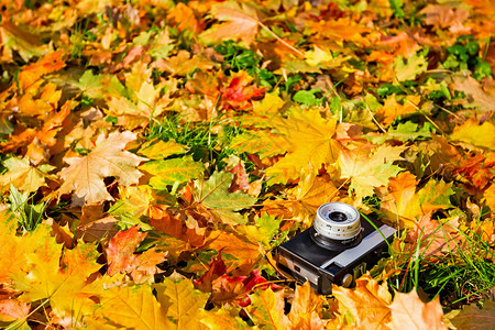 秋天五颜六色的树叶上的老式胶片照相机图片