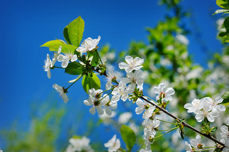 蓝天背景下美丽盛开的春天花园图片