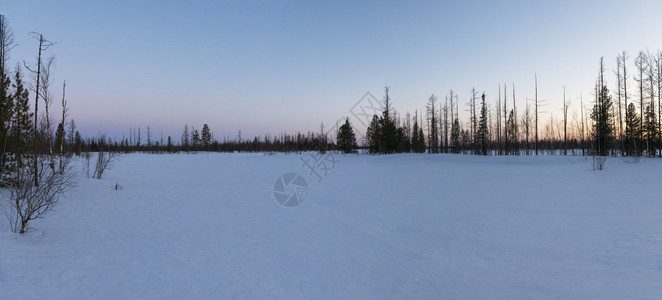 西伯利亚针叶林日落全景图片