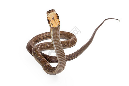 cobra世界上最长的毒蛇背景图片