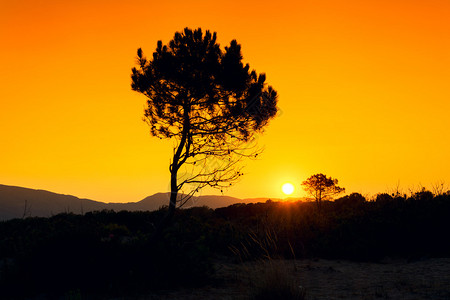 希腊扎金索斯岛的剪影树日落图片