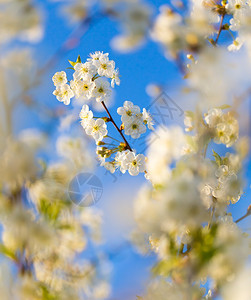 春天美丽的樱桃树上的白色花图片