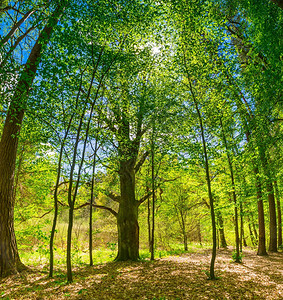 美丽的绿色春天森林景观有新鲜的绿色年轻叶子的欧洲自然森林图片