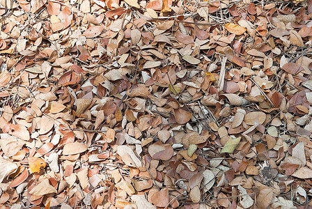 干叶躺在地上秋天的时候图片