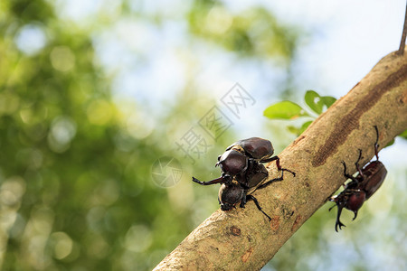 犀牛甲虫大力神甲虫独角兽甲虫用于广图片