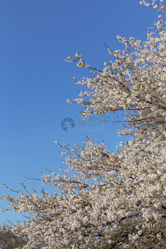 春天的樱花左侧有复制空间图片