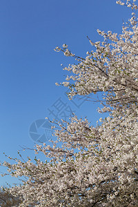 春天的樱花左侧有复制空间图片