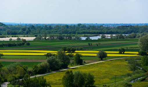 Janowiec地区Vistula河谷与开花油菜籽图片