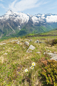 白花和黄花pulsatillaalpinaAlpinepasqueflower或alpineanemone图片