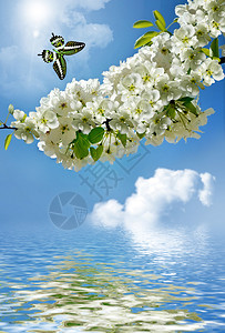 蓝天背景下的梨花枝图片